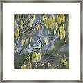 Great Tit And Catkins Framed Print