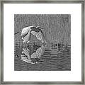 Great White Egret Bw 1 Framed Print