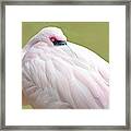 Greater Flamingo Framed Print