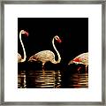 Greater Flamingos At Lake Nakuru Framed Print