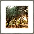 Greece, Corfu, Olive Orchard At Sunset Framed Print
