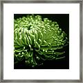 Green Chrysanthemum On Black Framed Print