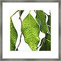 Green Fig Leaf Framed Print