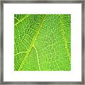 Green Leaf Texture, Leaf Texture Framed Print