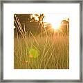 Green Meadow In Summer Sun Rays Framed Print