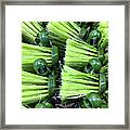 Green Plastic Brushes Framed Print