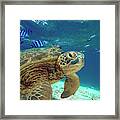 Green Sea Turtle, Balicasag Island, Philippines Framed Print