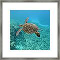 Green Sea Turtle, Big Island, Hawaii Framed Print