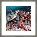 Green Sea Turtle In Maldives Framed Print