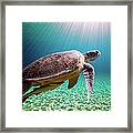 Green Sea Turtle Framed Print