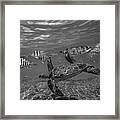 Green Sea Turtles And Butterfly Fish Framed Print