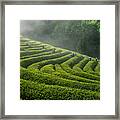 Green Tea Farm Framed Print