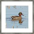 Green Winged Teal Swimming Framed Print
