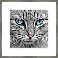 Grey Cat With Blue Eyes Framed Print