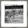 Grey Fox By A Tree Framed Print