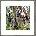 Grey-headed Flying-fox Female, Carrying Her Young, Coming Framed Print