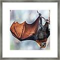 Grey-headed Flying-fox Hanging From Tree And Spreading Wing Framed Print