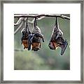 Grey-headed Flying-foxes At A Colony Hang Together On A Framed Print