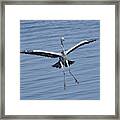 Grey Heron In For A Landing Framed Print