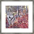 Grey Wolf Canis Lupus Standing Behind Framed Print