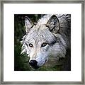Grey Wolf Framed Print