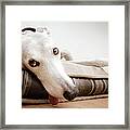 Greyhound Resting Framed Print