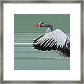 Greylag Framed Print