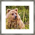 Grizzly Bear Cub Framed Print
