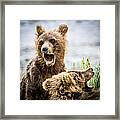 Grizzly Cubs Looking For Their Mum Framed Print