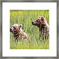 Grizzly Cubs Framed Print