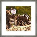 Grizzly Cubs At Roaring Mountains Framed Print