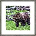 Grizzly Encounter Framed Print