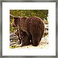 Grizzly Family At Roaring Mountain Framed Print