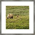 Grizzly Family Framed Print
