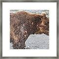 Grizzly Fate Framed Print