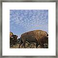 Group Of Bison Walking Against Rocky Mountains Framed Print