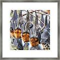 Group Of Grey-headed Flying Fox Roosting, Toowoomba Framed Print