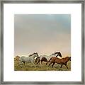 Group Of Horses Framed Print