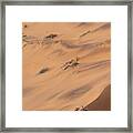 Group Of Oryx On A Ridge Of A Sand Dune Framed Print