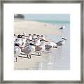 Group Of Terns On Sandy Beach Framed Print