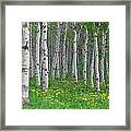 Grove Of Aspen Trees, With White Bark Framed Print