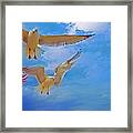 Gulls, Stop, Action, Framed Print