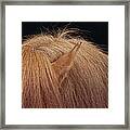 Hair And Ear Of Horse Framed Print