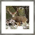 Handsome Buck Framed Print