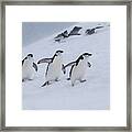 Happy Chinstraps In A Snow Storm Framed Print