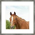 Happy Horse Framed Print