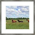 Happy Horses Framed Print