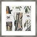 Harmful Insects That Are Destructive Framed Print