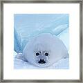 Harp Seal Phoca Groenlandica Framed Print