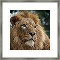 Head Shot Of Male African Lion Framed Print